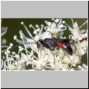 Priocnemis melanosoma - Wegwespe w14c 8mm OS-Hellern Waldwiese det.jpg